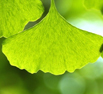 Ginkgo flavon glikozid
